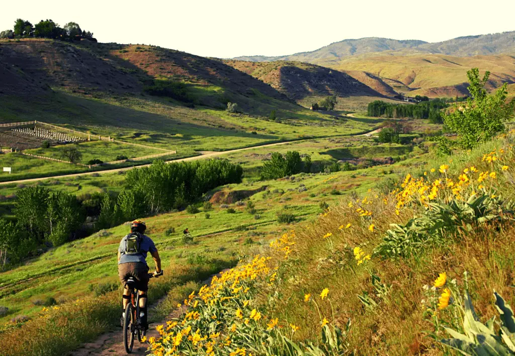 Mountain biking on a flower-covered trail in the Boise foothills.