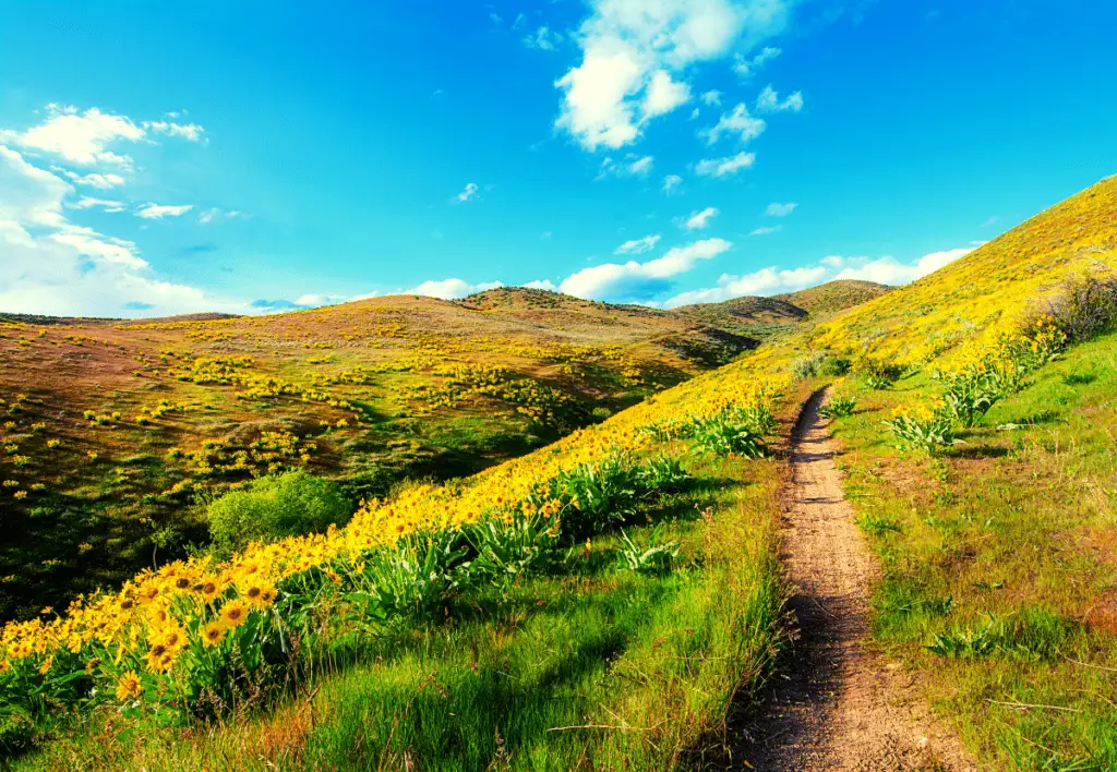 Wild yellow flowers off of a trail in the Boise foothills.