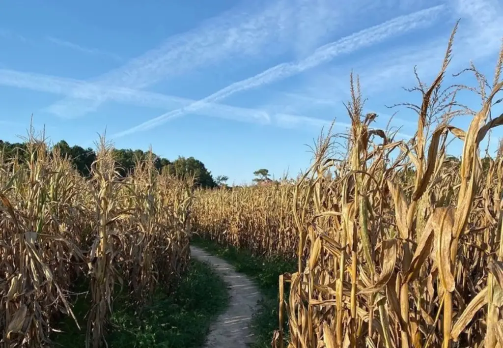 A 7 acre corn maze at Idaho's Cherry Hill Farms.