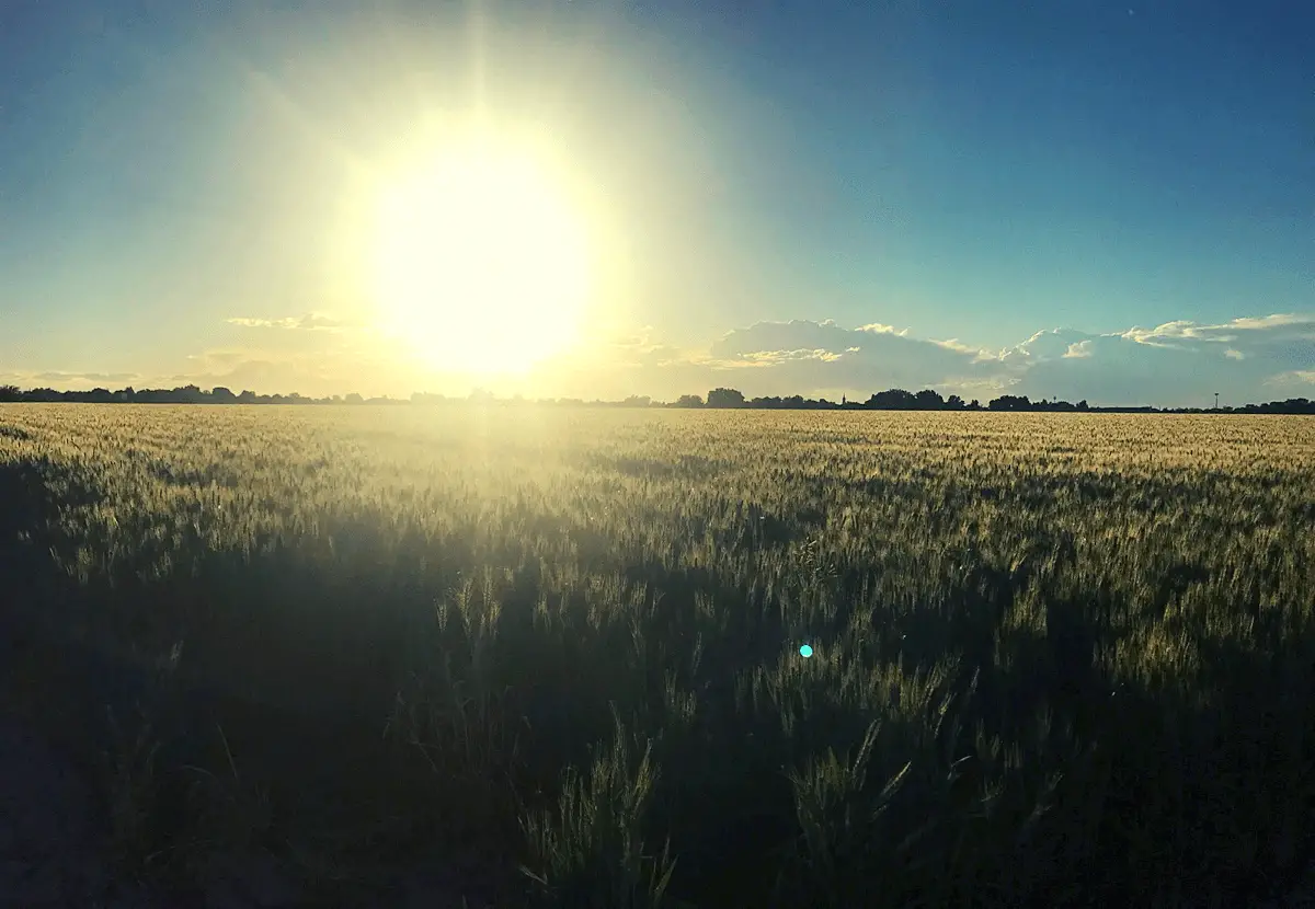 A picture of a crop field in the summertime, in Idaho.
