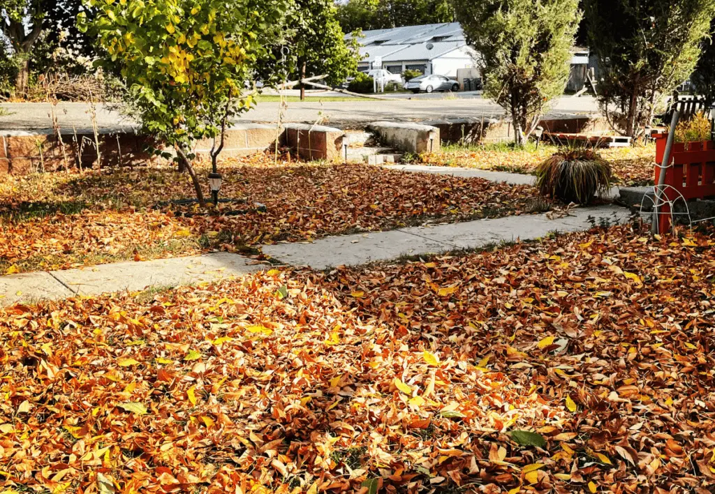 Fall leaves on the ground in Boise, Idaho.