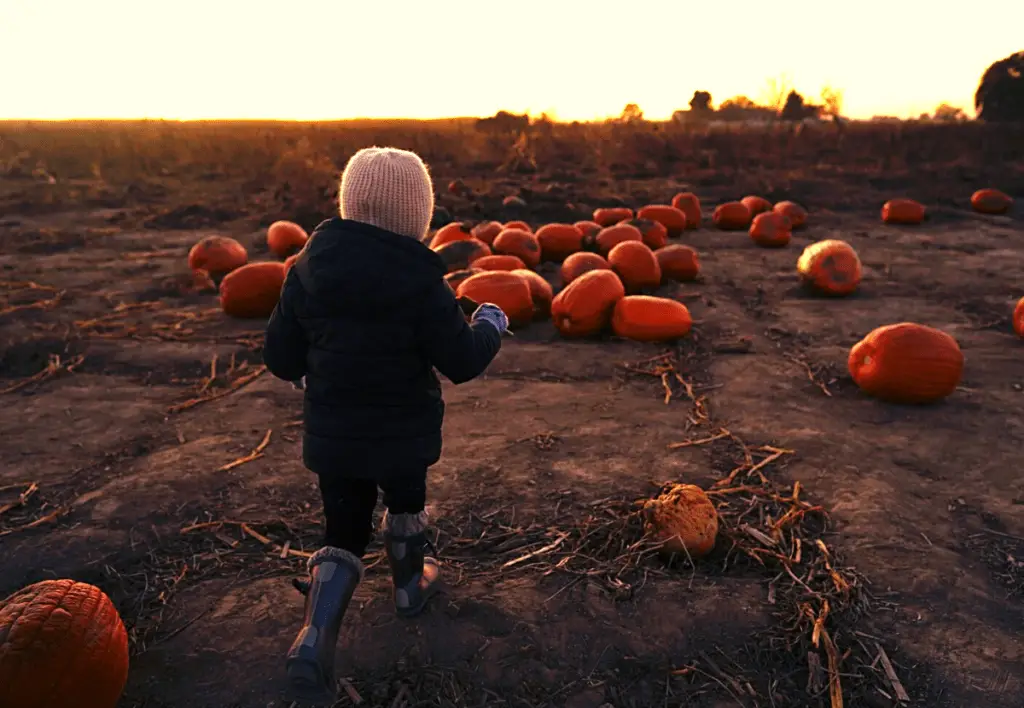 A pumpkin patch in Boise, Idaho.